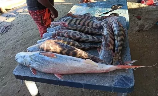 Un bagre dorado y ocho bagres manta para la venta en un expendio en la playa colombiana del río Arauca.