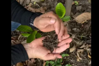 Miles de avejas envenenadas en Saravena afecta ecosistema local y el trabajo de un apicultor